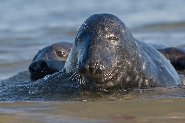 Kegelrobbe Halichoerus grypus